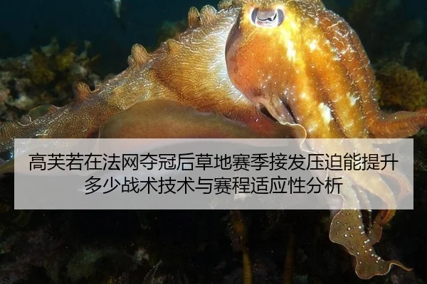 gao-fu-ruo-zai-fa-wang-duo-guan-hou-cao-di-sai-ji-jie-fa-ya-po-neng-ti-sheng-duo-shao-zhan-shu-ji-shu-yu-sai-cheng-shi-2-567.jpg